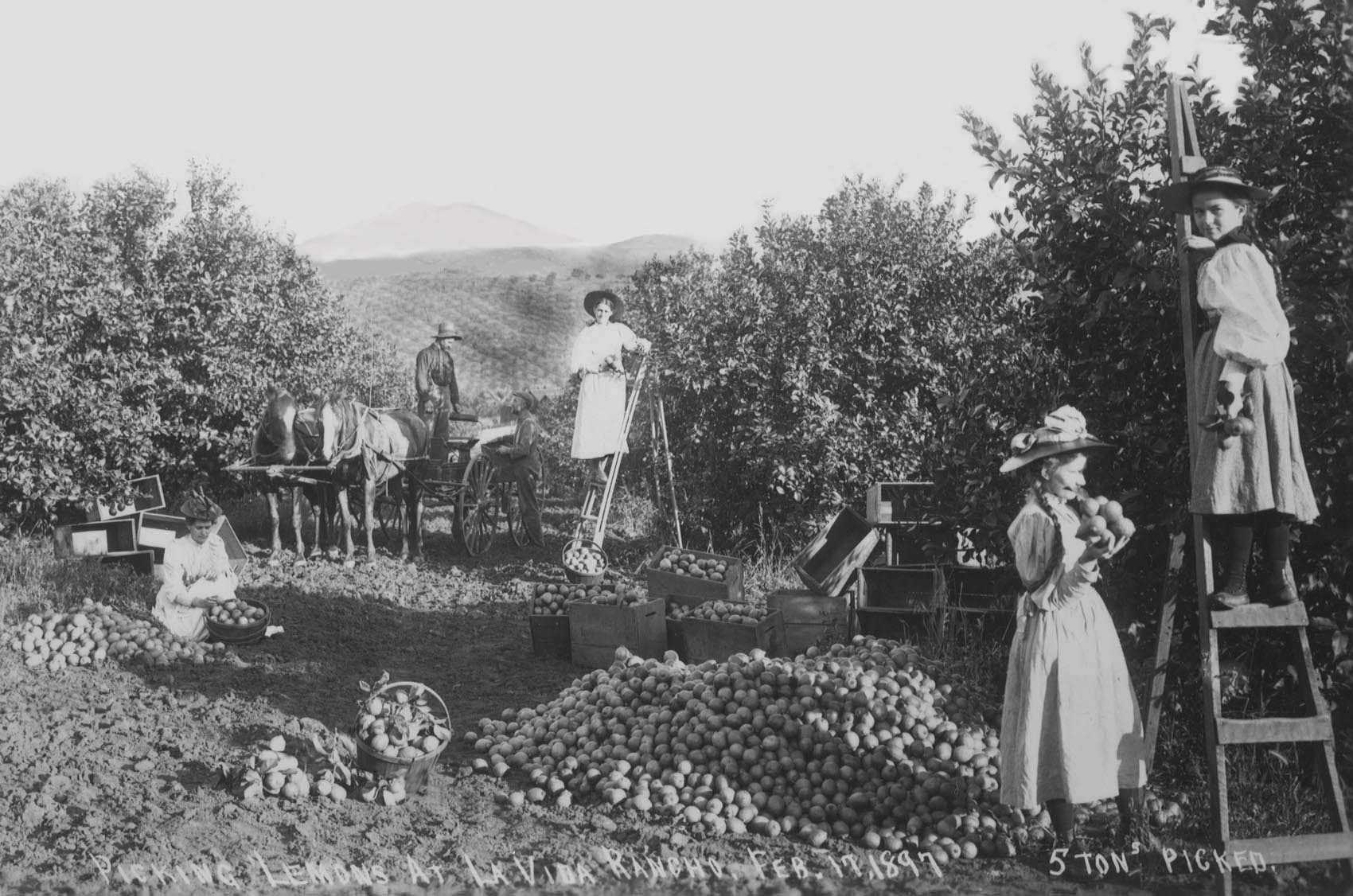 Vida Rancho: 1897, Pickers